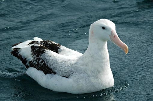  albatros hakkında bilgi
