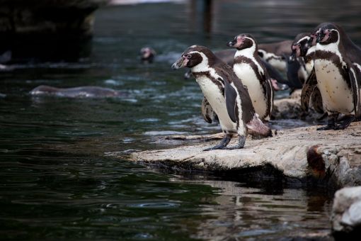  macellan pengueni hakkında bilgi