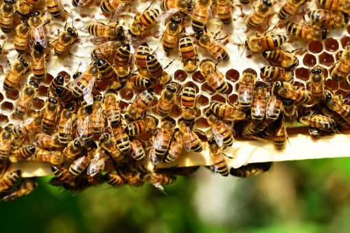  arılar hakkında ilginç bilgiler,bilinmeyenler