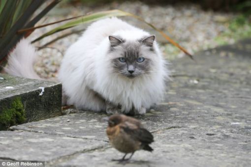  kedi kuş avı