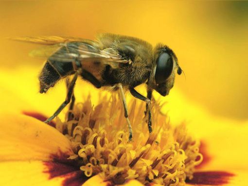 bal arısı hakkında ilginç bilgiler,bilinmeyenler
