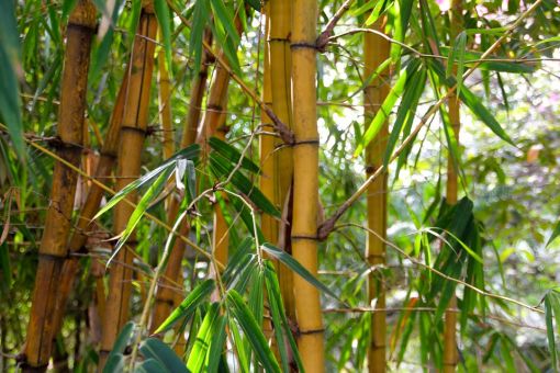  bambu hakkında bilgi