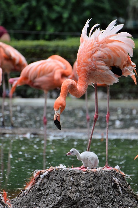  flamingolar hakkında ilginç bilgiler,bilinmeyenler