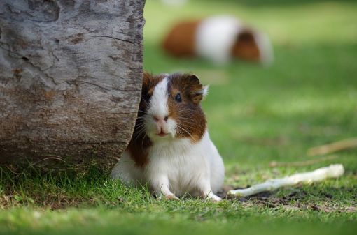  hamsterlar hakkında ilginç bilgiler,bilinmeyenler