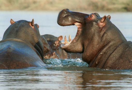  hipopotamlar hakkında ilginç bilgiler,bilinmeyenler