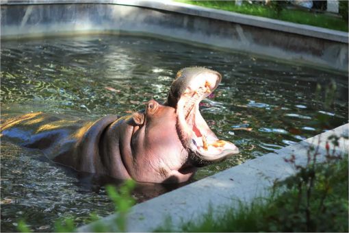 hipopotamlar hakkında ilginç bilgiler,bilinmeyenler