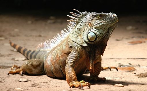  iguanalar hakkında ilginç bilgiler,bilinmeyenler