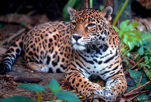  jaguar hakkında ilginç bilgiler,bilinmeyenler
