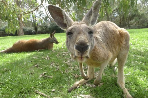  kangurular hakkında ilginç bilgiler,bilinmeyenler