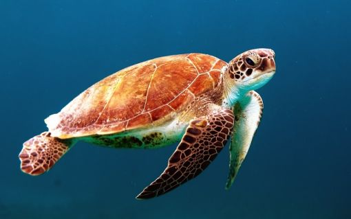  kaplumbağalar hakkında ilginç bilgiler,bilinmeyenler