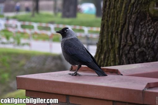  kargalar hakkında ilginç bilgiler,bilinmeyenler