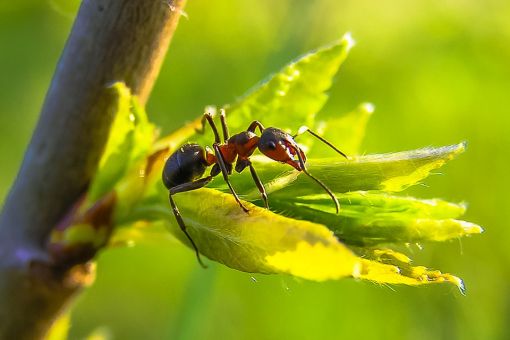  karıncalar hakkında ilginç bilgiler,bilinmeyenler