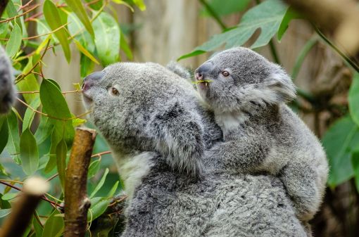  koala hakkında ilginç bilgiler,bilinmeyenler