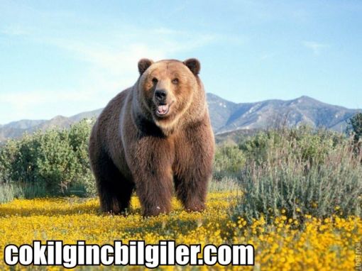  kodiak ayısı hakkında bilgi