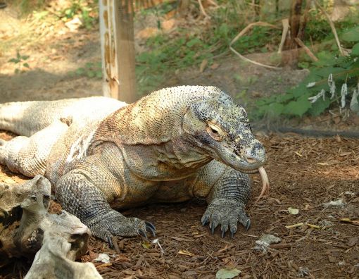  komodo ejderi hakkında ilginç bilgiler,bilinmeyenler