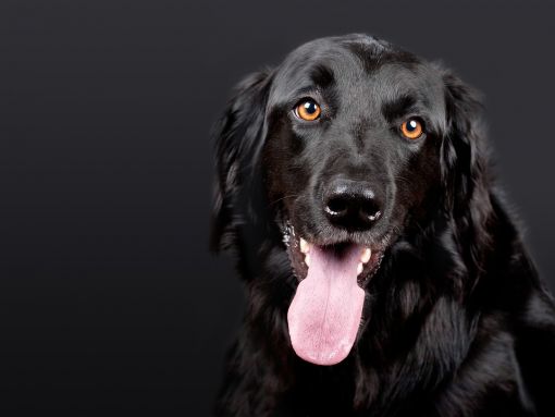  köpekler hakkında ilginç bilgiler,bilinmeyenler