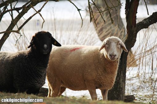  koyunlar hakkında ilginç bilgiler,bilinmeyenler