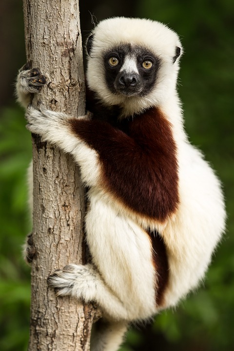  lemurlar hakkında ilginç bilgiler,bilinmeyenler