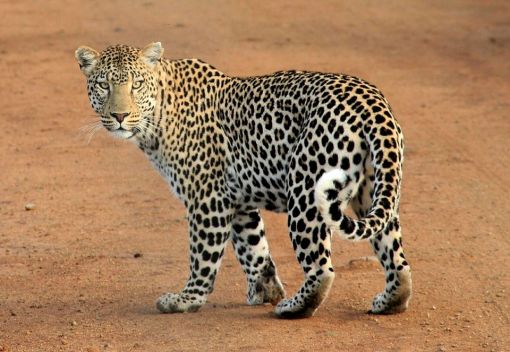  leoparlar hakkında ilginç bilgiler,bilinmeyenler