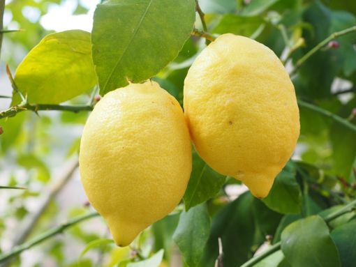  limon hakkında ilginç bilgiler,bilinmeyenler