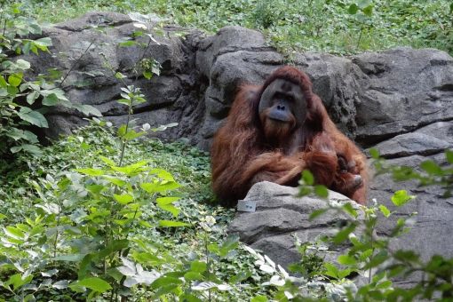  orangutanlar hakkında ilginç bilgiler,bilinmeyenler