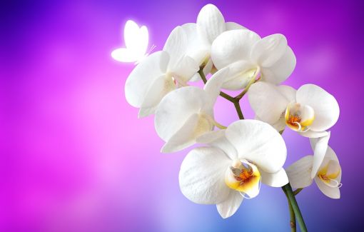 orkide hakkında ilginç bilgiler,bilinmeyenler