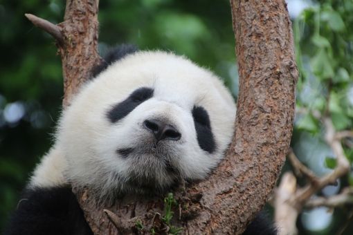  dev pandalar hakkında bilgi
