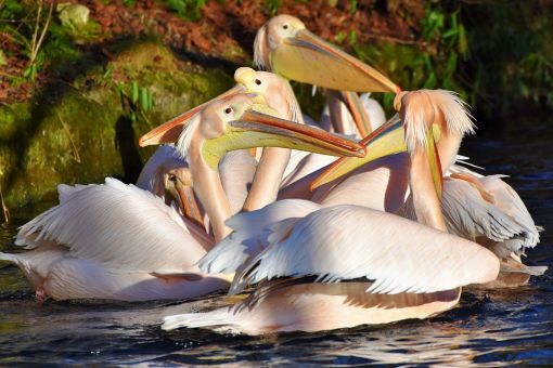  pelikanlar hakkında ilginç bilgiler,bilinmeyenler