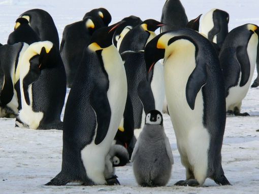  penguenler hakkında bilgi
