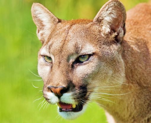 puma(dağ aslanı) hakkında ilginç bilgiler,bilinmeyenler