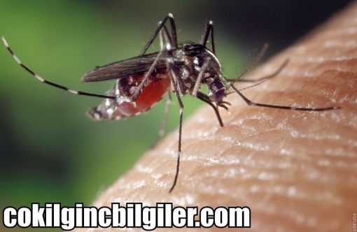 sivrisinekler hakkında ilginç bilgiler,bilinmeyenler