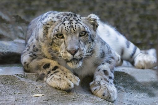  kar leoparı hakkında bilgi