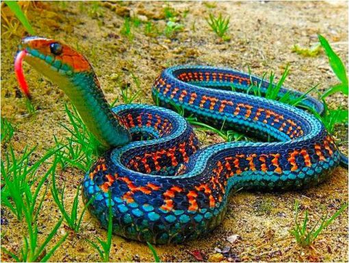 rengarenk zehirli yılan 
