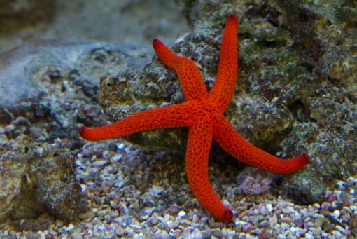  deniz yıldızı hakkında ilginç bilgiler,bilinmeyenler